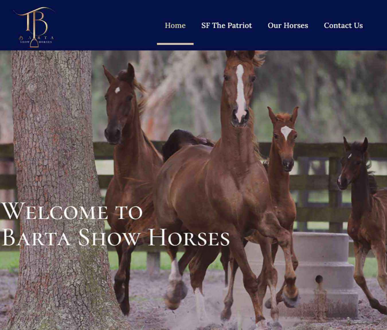 barta-show-horses-square1 Barta Show Horses